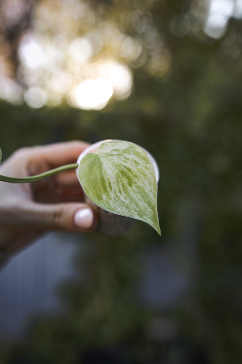 Philodendron Hederaceum Variegata