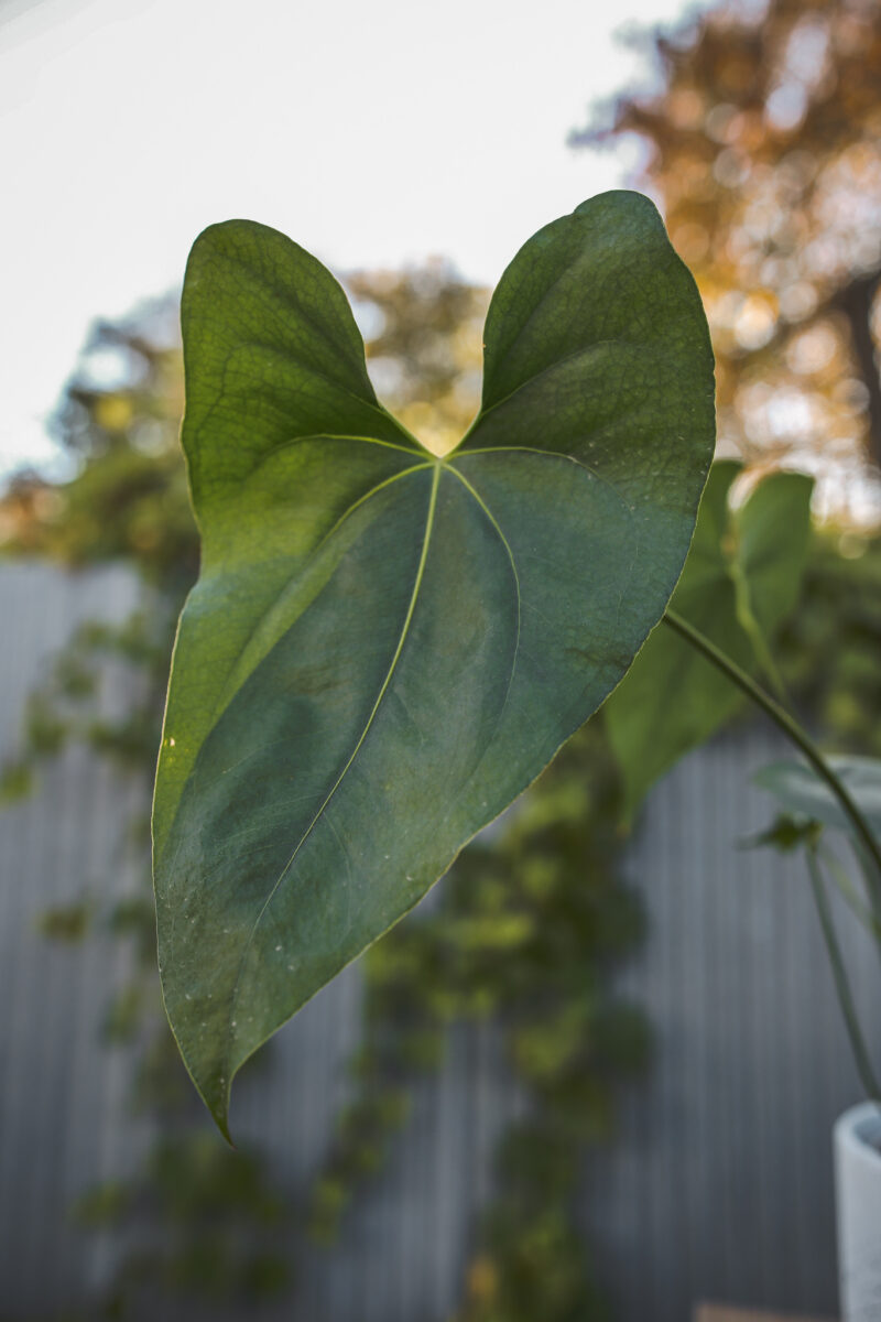 Anthurium Macdanielii AFF Anthurium Macdanielii AFF