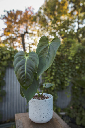 Anthurium Esmeraldense