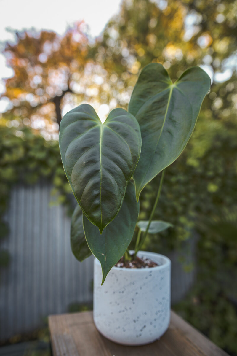 Anthurium Esmeraldense Anthurium Esmeraldense