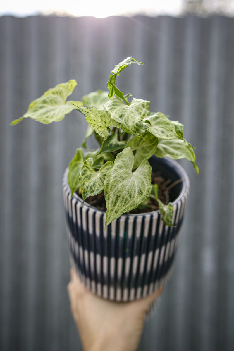 Syngonium Batic