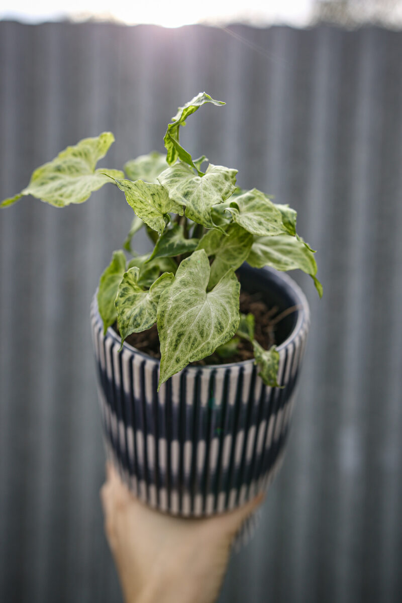 Syngonium Batic