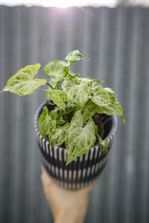 Syngonium Batic