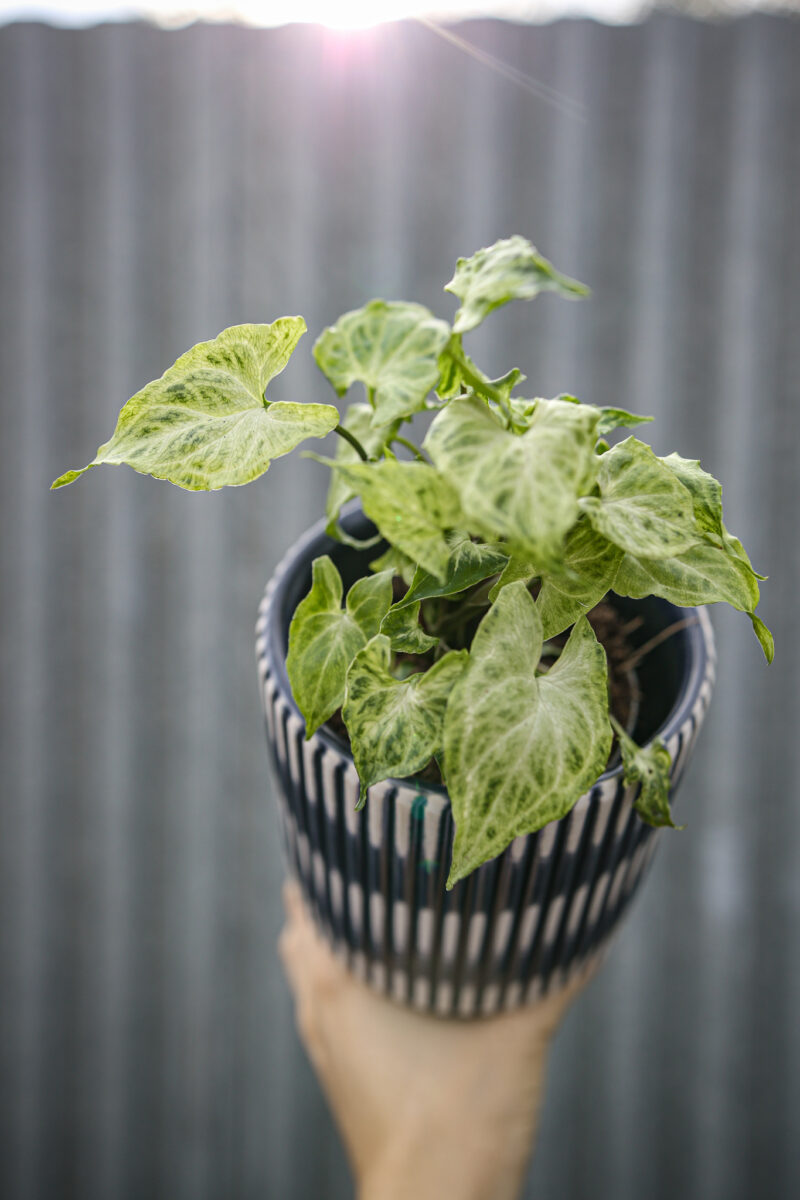 Syngonium Batic