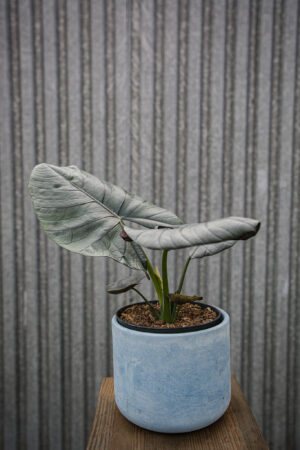 Alocasia Bisma