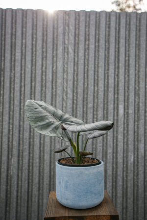 Alocasia Bisma