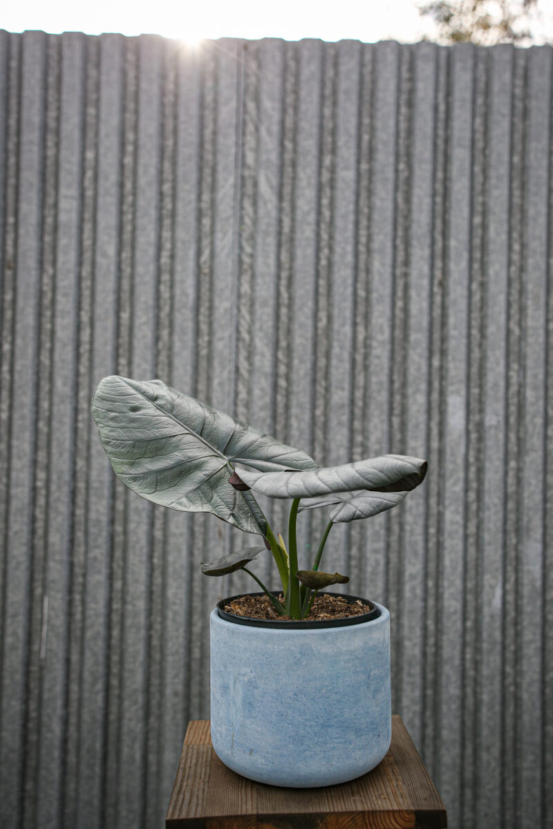 Alocasia Bisma