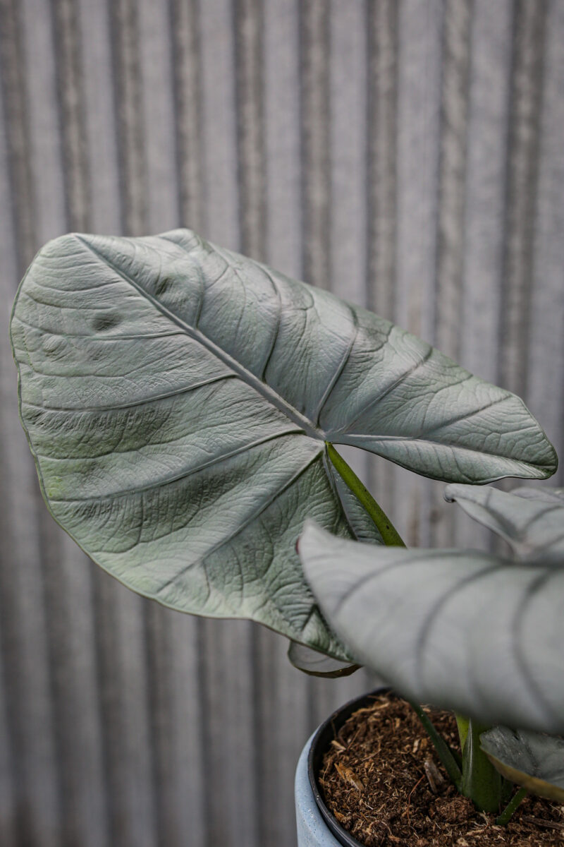 Alocasia Bisma