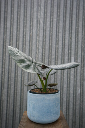 Alocasia Bisma
