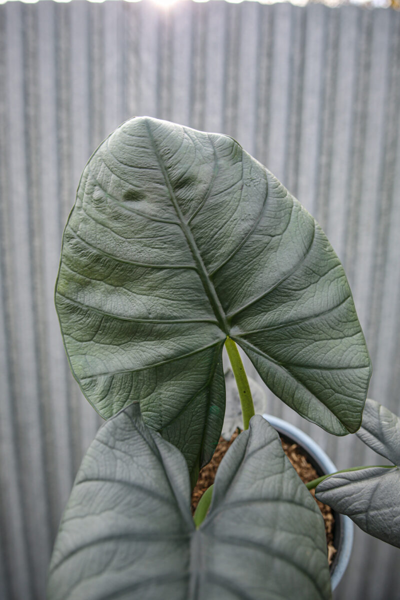 Alocasia Bisma