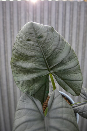 Alocasia Bisma