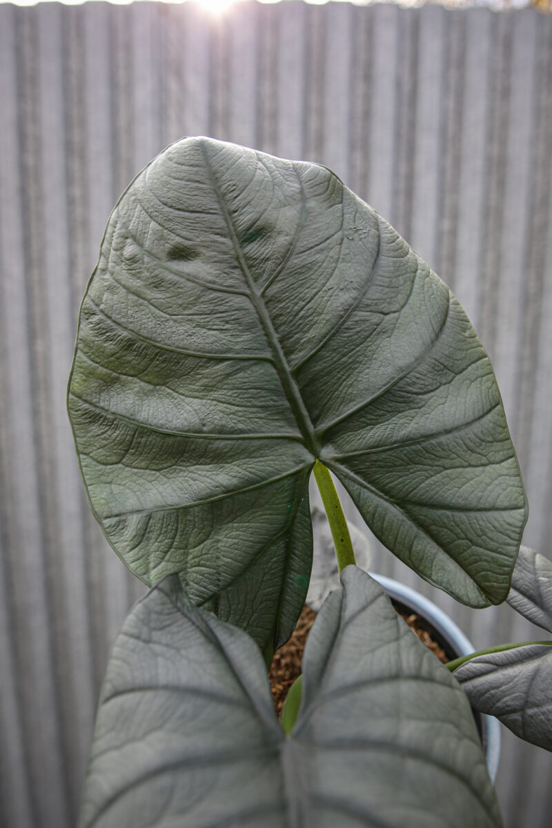 Alocasia Bisma