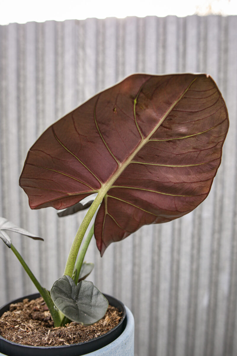 Alocasia Bisma