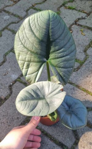Alocasia Bisma