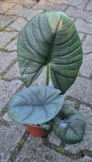 Alocasia Bisma