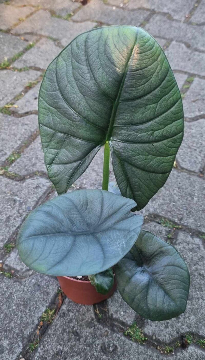 Alocasia Bisma