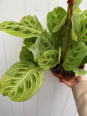 Maranta Light Veins
