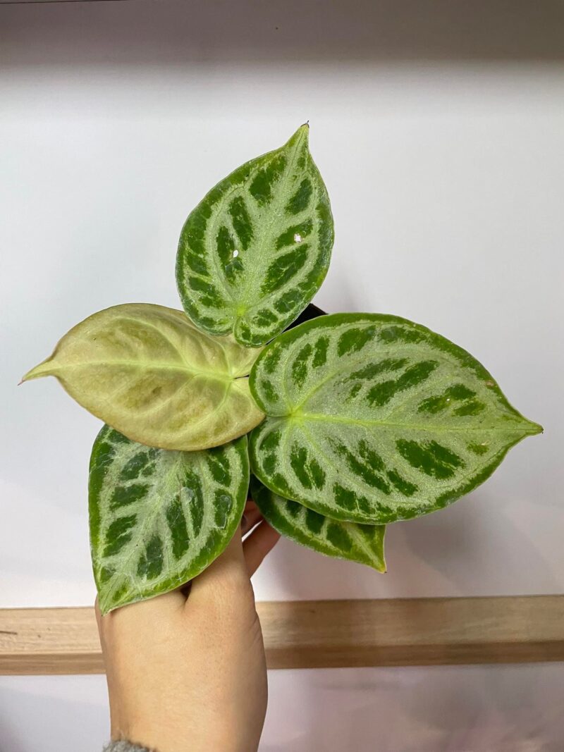 Anthurium Dorayaki x Silverblush Anthurium Dorayaki x Silverblush