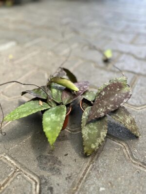 Hoya Caudata