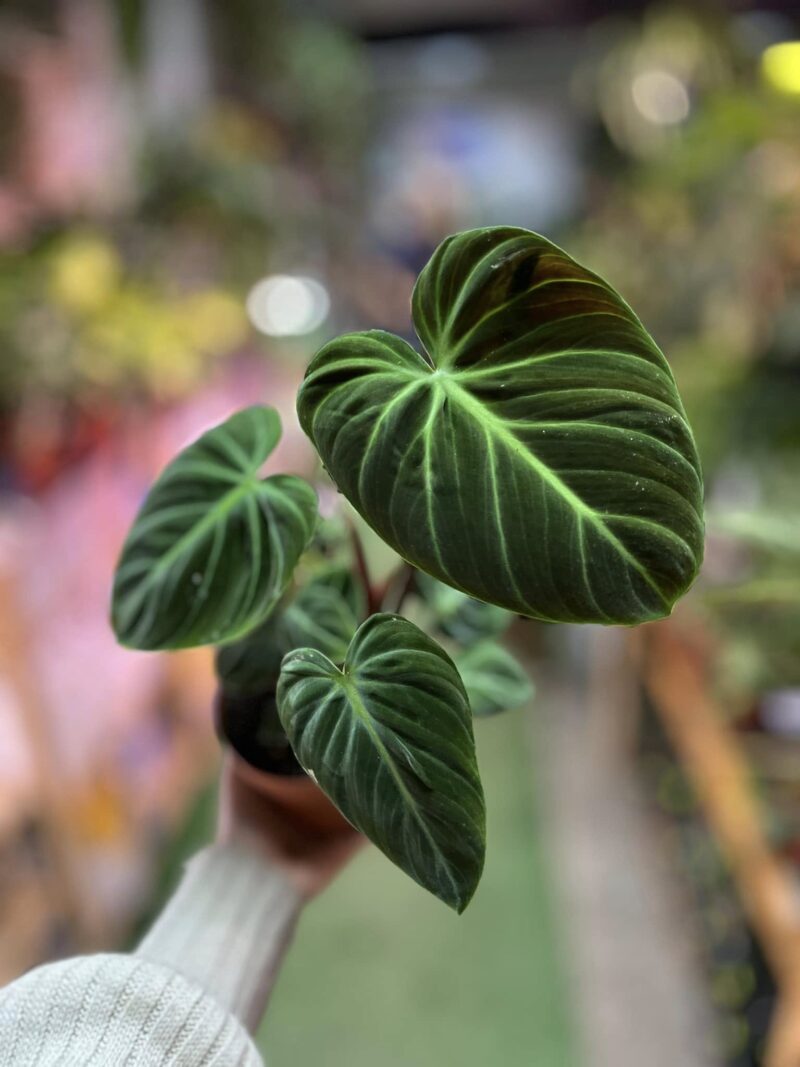 Philodendron rubrejuvenile ‘El Choco Red’ Philodendron rubrejuvenile ‘El Choco Red’