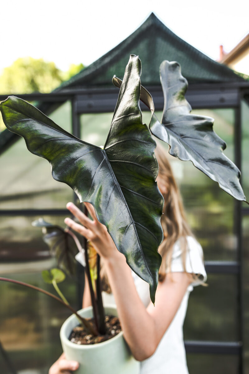Alocasia Purple Cloak Alocasia Purple Cloak