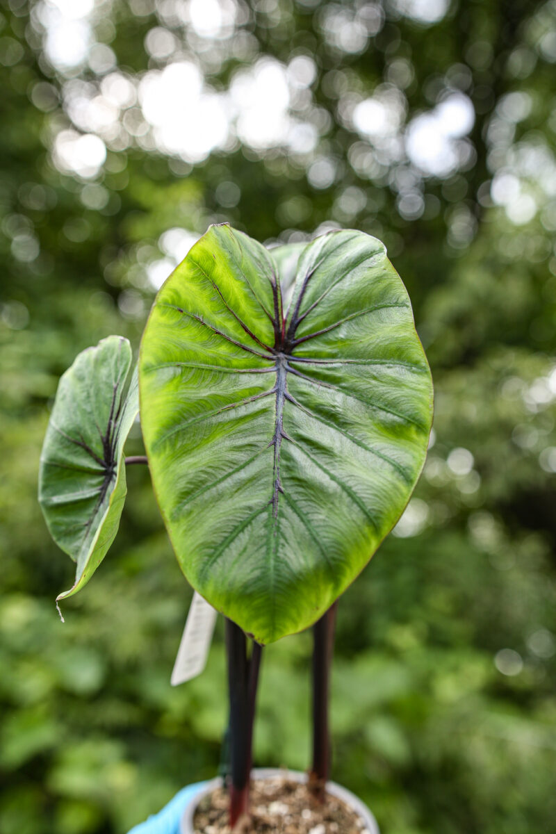 Colocasia Pharaoh’s Mask