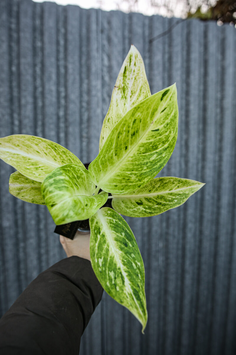 Aglaonema Citronelle