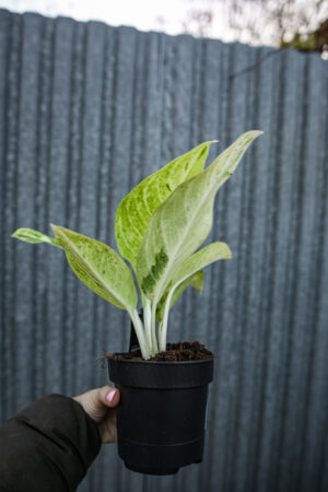 Aglaonema Citronelle