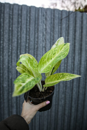 Aglaonema Citronelle