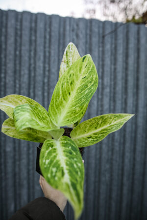 Aglaonema Citronelle