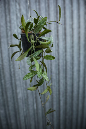 Hoya Sigillatis
