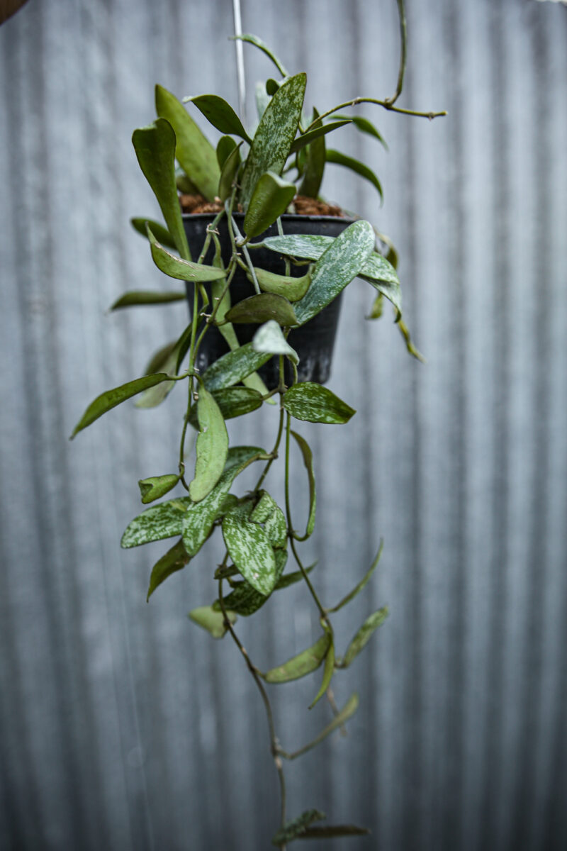 Hoya Sigillatis Hoya Sigillatis