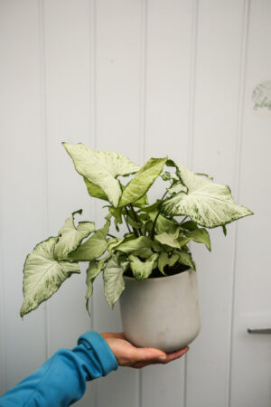 Syngonium Holly M