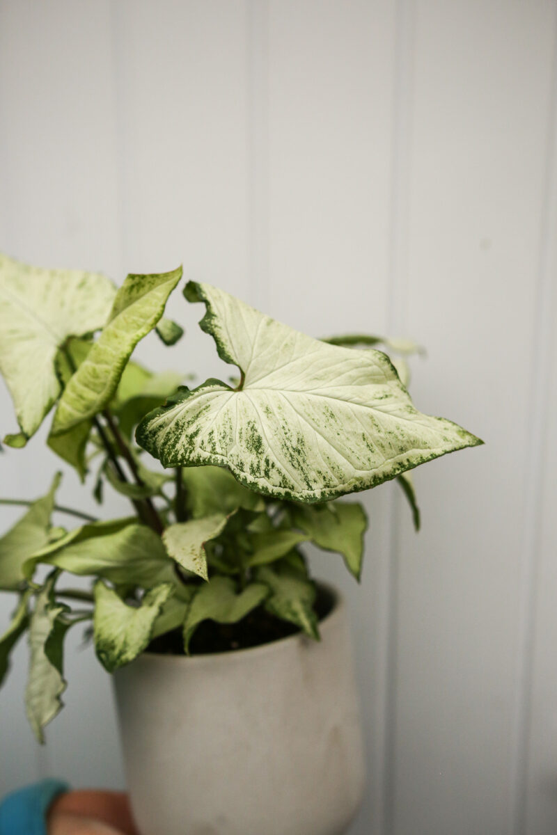 Syngonium Holly M