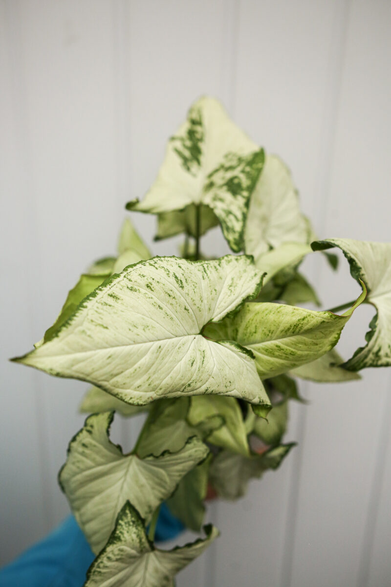 Syngonium Holly M
