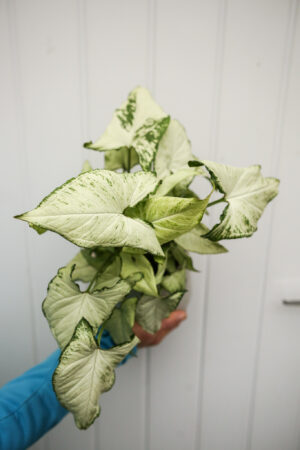 Syngonium Holly M