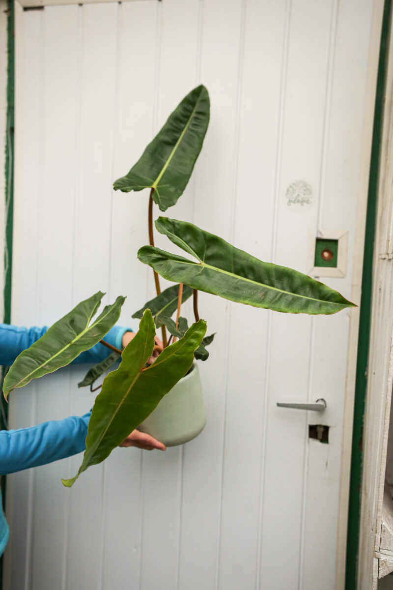 Philodendron Billietiae