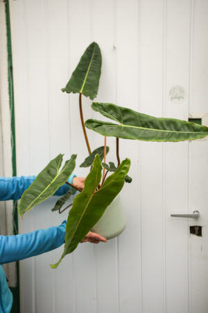 Philodendron Billietiae