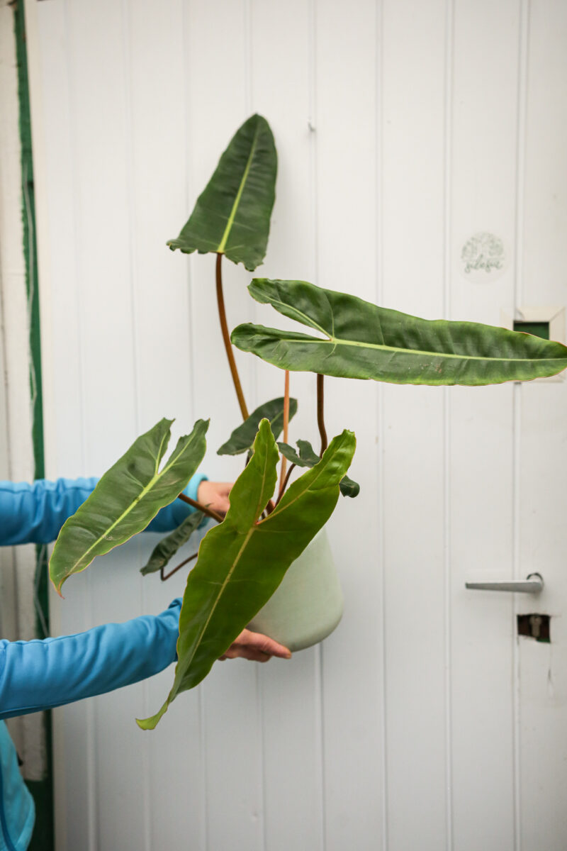 Philodendron Billietiae Philodendron Billietiae