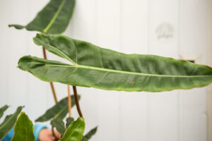 Philodendron Billietiae