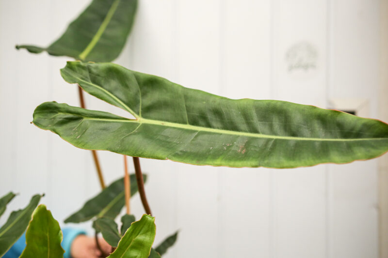 Philodendron Billietiae