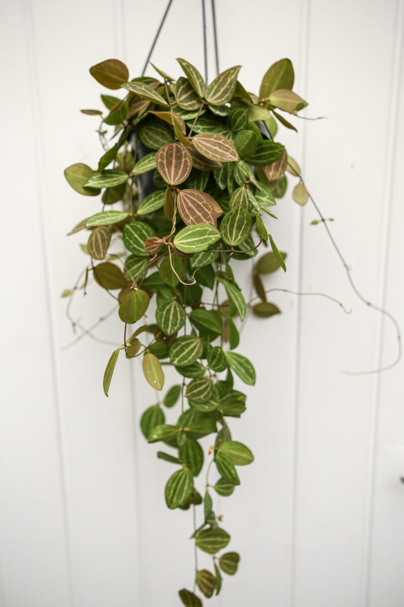 Dischidia ovata