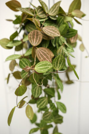 Dischidia ovata