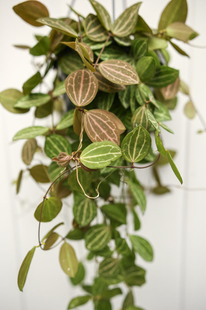 Dischidia ovata