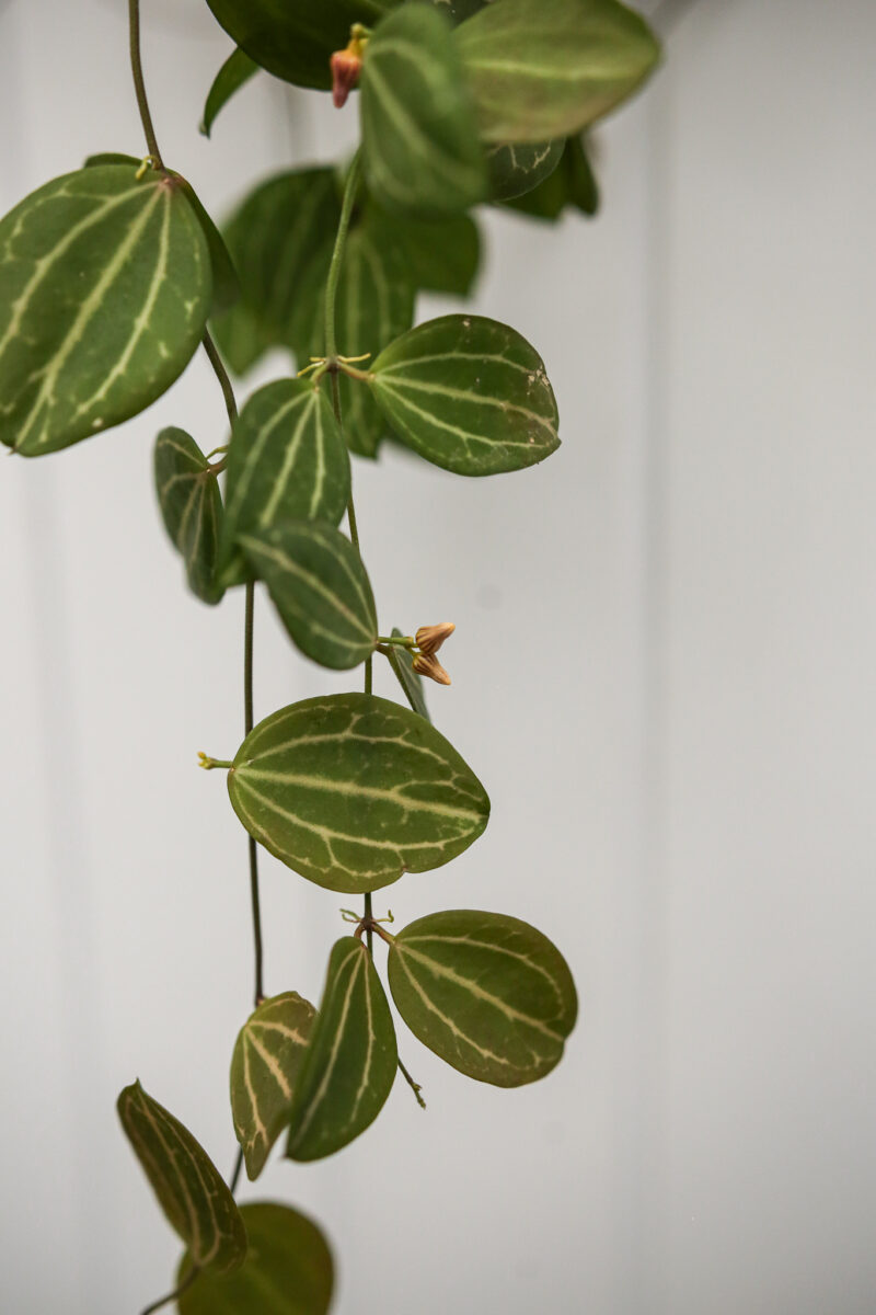 Dischidia ovata