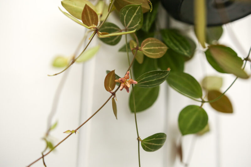 Dischidia ovata