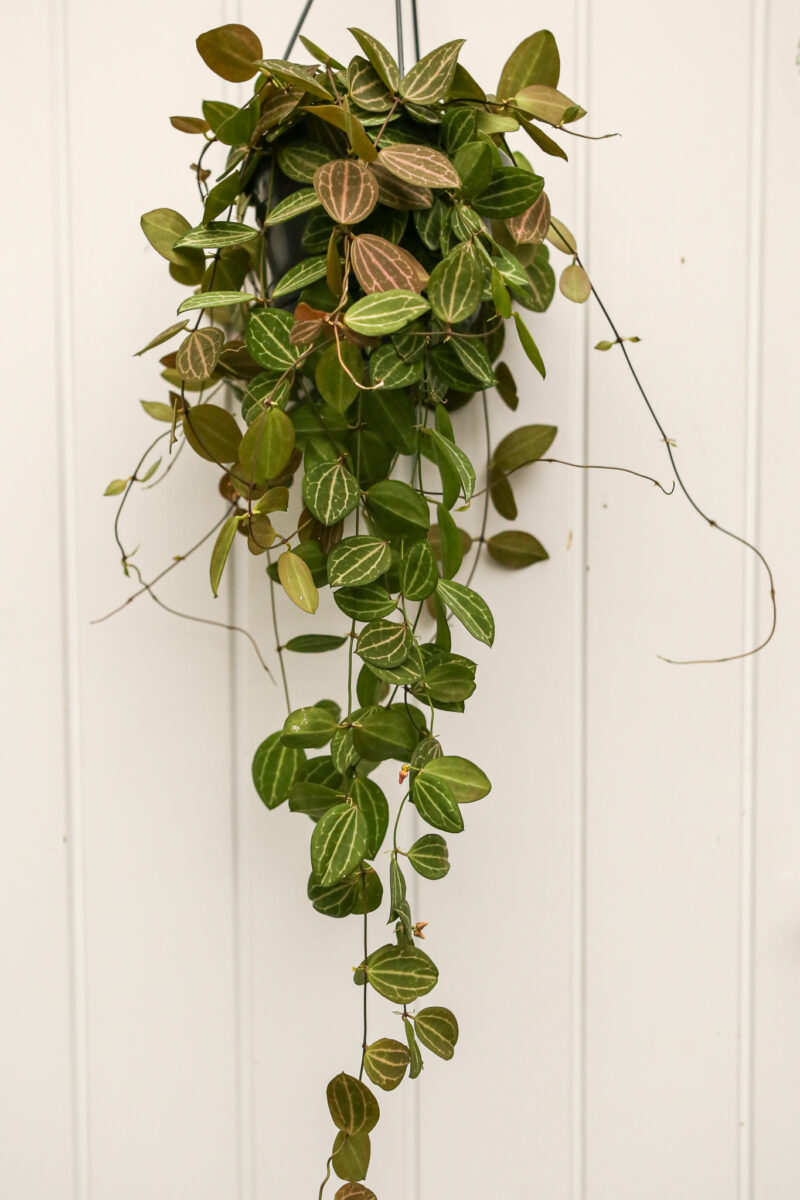 Dischidia ovata