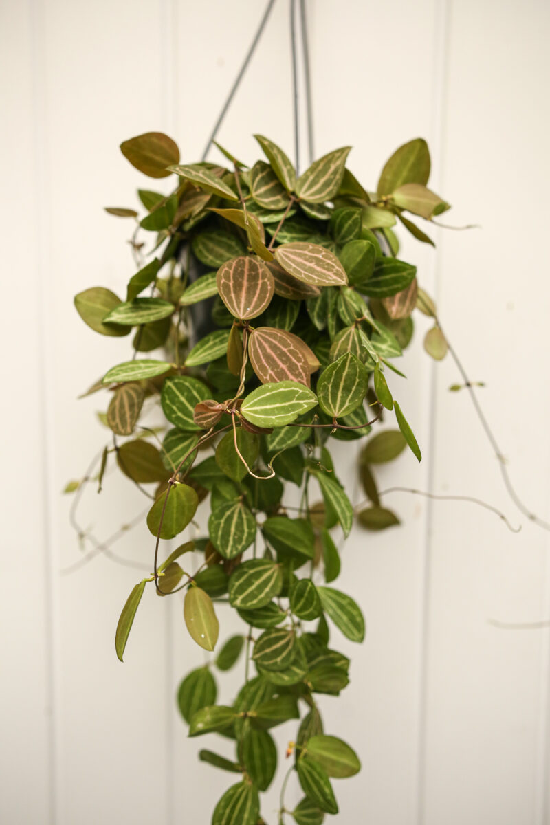 Dischidia ovata