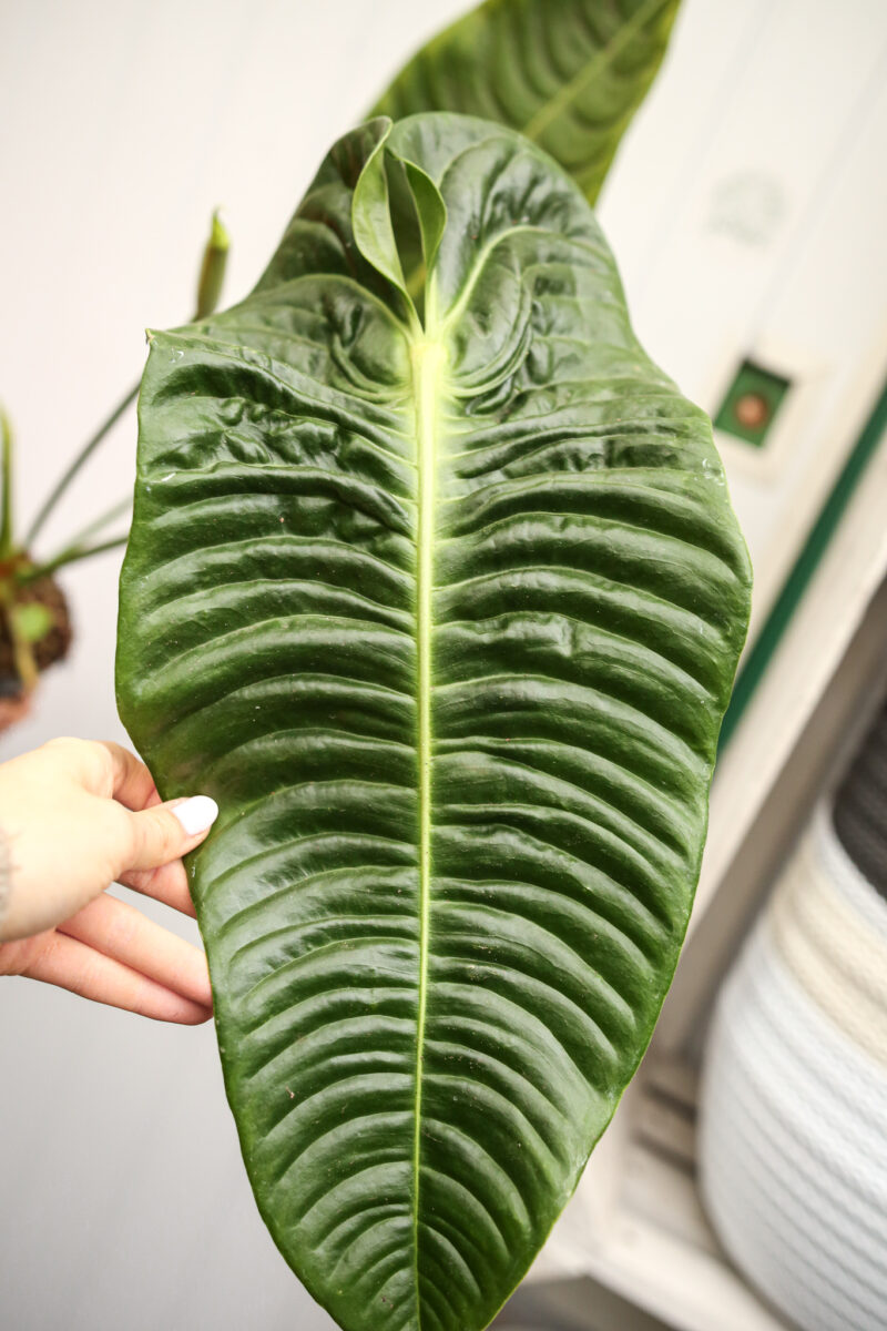 Anthurium Veitchii Anthurium Veitchii