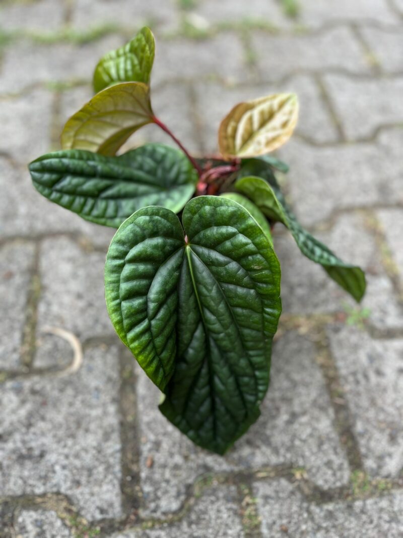 Anthurium Radicans x Luxurians Anthurium Radicans x Luxurians